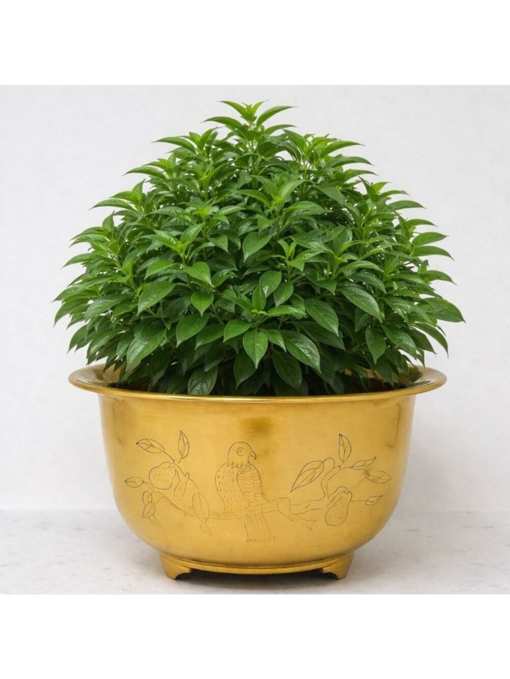 Vintage Etched Shiny Brass Footed Bowl Birds Branches Planter Dish‎ 1960s Decor